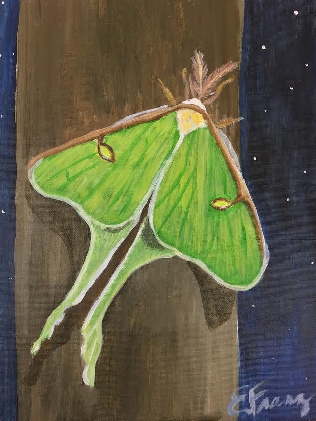 Luna.moth